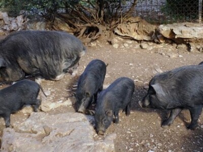 Divlje svinje na cesti