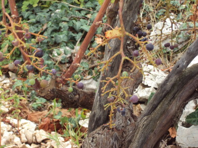 Divlje svinje u vinogradima