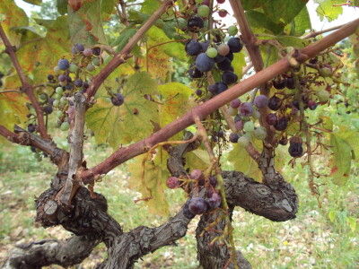 Divlje svinje u vinogradima