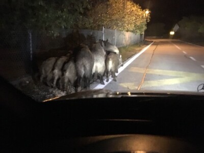 Divlje svinje u vinogradima