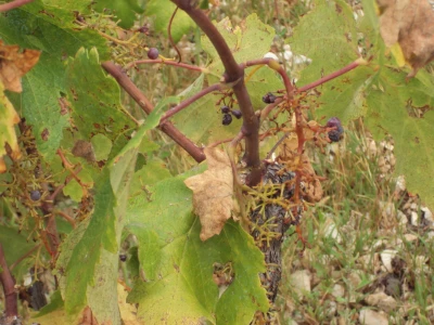 Divlje svinje u vinogradima