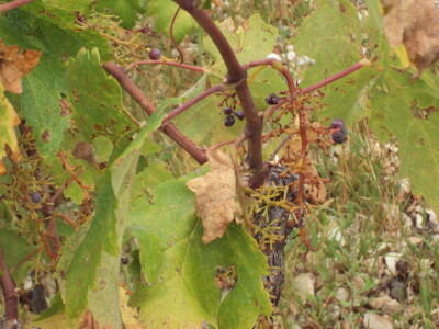 Divlje svinje u vinogradima