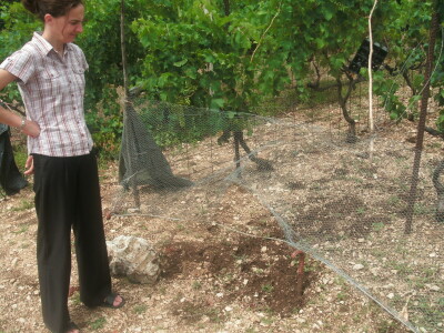 Divlje svinje u vinogradima