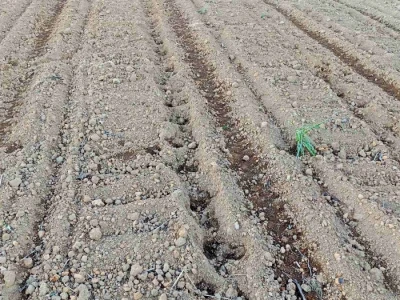 Divlje svinje uništavaju usjeve, vade tek zasijani kukuruz