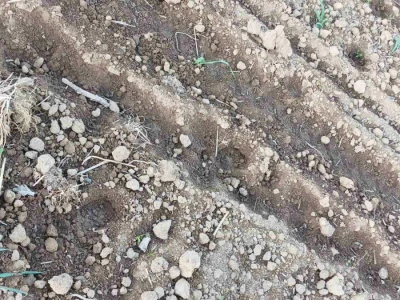 Divlje svinje uništavaju usjeve, vade tek zasijani kukuruz