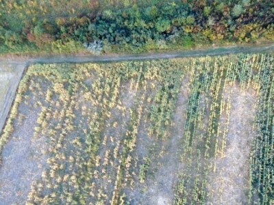 Divlje svinje uništile kukuruz OPG-a Mijatović