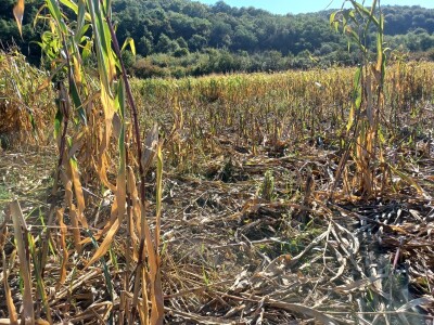 Divlje svinje uništile kukuruz OPG-a Mijatović