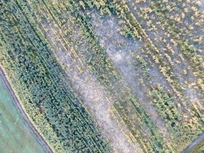 Divlje svinje uništile kukuruz OPG-a Mijatović