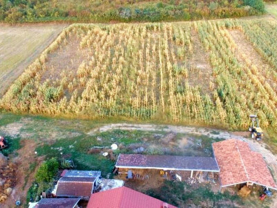 Divlje svinje uništile kukuruz OPG-a Mijatović