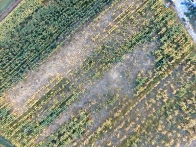 Divlje svinje uništile kukuruz OPG-a Mijatović