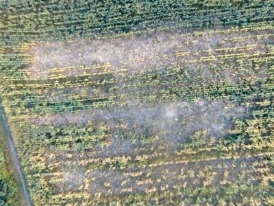 Divlje svinje uništile kukuruz OPG-a Mijatović