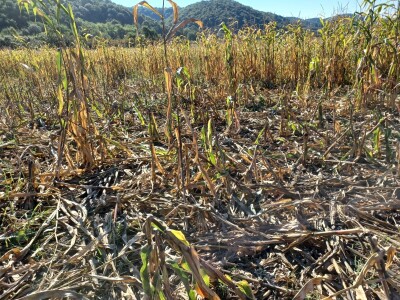 Divlje svinje uništile kukuruz OPG-a Mijatović