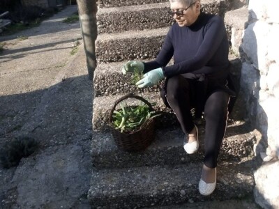 Divlje zelje - nasljeđe naših predaka Divlje zelje - nasljeđe naših predaka