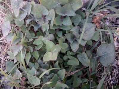 Divlje zelje - nasljeđe naših predaka Divlje zelje - nasljeđe naših predaka