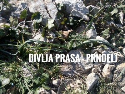 Divlje zelje - nasljeđe naših predaka Divlje zelje - nasljeđe naših predaka