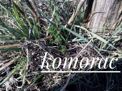 Divlje zelje - nasljeđe naših predaka Divlje zelje - nasljeđe naših predaka