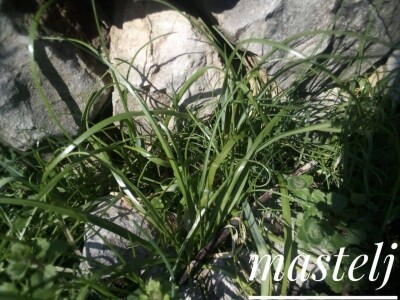 Divlje zelje - nasljeđe naših predaka Divlje zelje - nasljeđe naših predaka