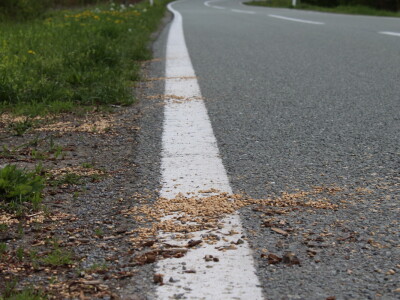 Divlje životinje na cesti