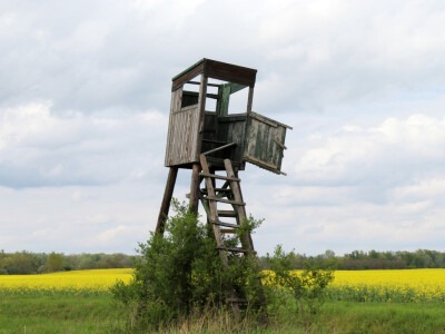 Divlje životinje na cesti