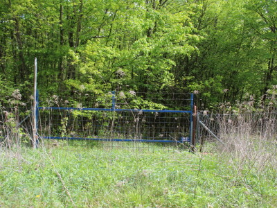 Divlje životinje na cesti