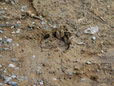 Divlje životinje na cesti