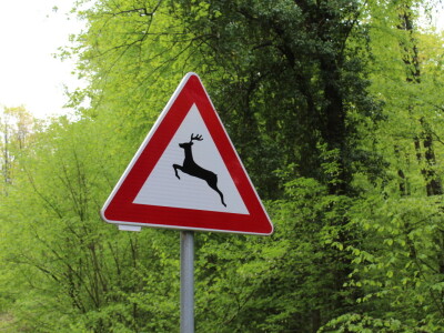 Divlje životinje na cesti