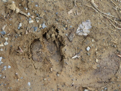 Divlje životinje na cesti