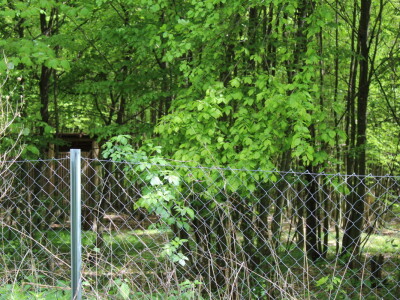 Divlje životinje na cesti