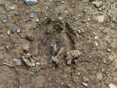 Divlje životinje na cesti