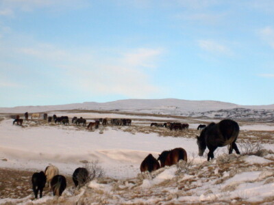 Divlji livanjski konji Divlji livanjski konji