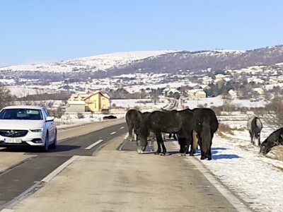 Divlji livanjski konji Divlji livanjski konji