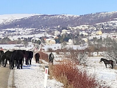 Divlji livanjski konji Divlji livanjski konji