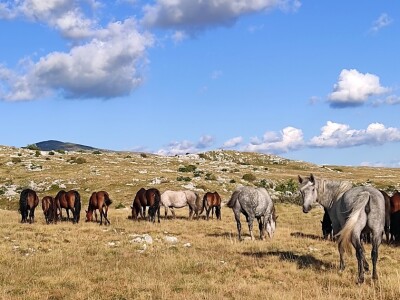 Divlji livanjski konji Divlji livanjski konji
