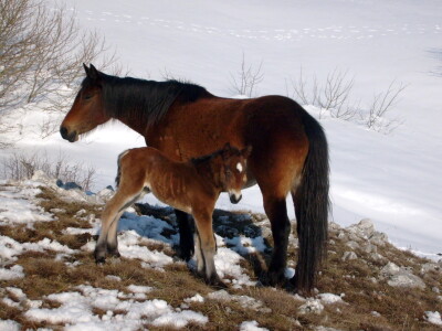 Divlji livanjski konji Divlji livanjski konji