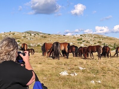 Divlji livanjski konji Divlji livanjski konji