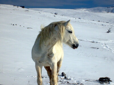 Divlji livanjski konji Divlji livanjski konji