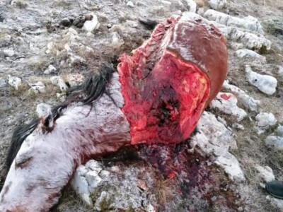 Divlji livanjski konji Divlji livanjski konji