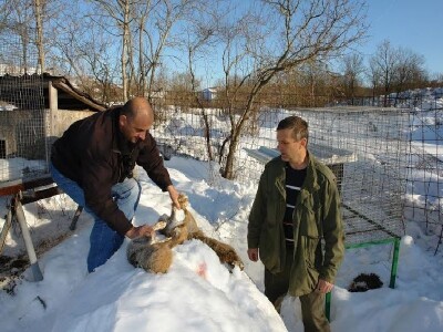Uginuli divlji zečevi BZ Pauk-Čeka u gataru 2012.
