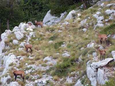 Lovačkim udrugama se vraća 754.500 kuna