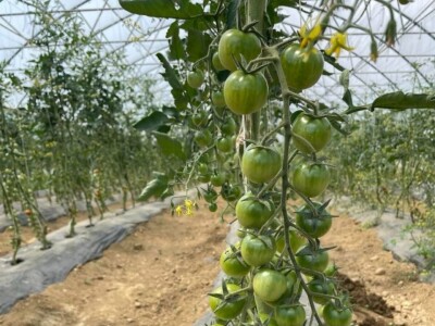 Cherry paradajz - uzgoj
