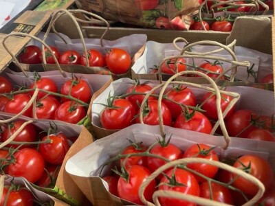 Cherry paradajz - uzgoj