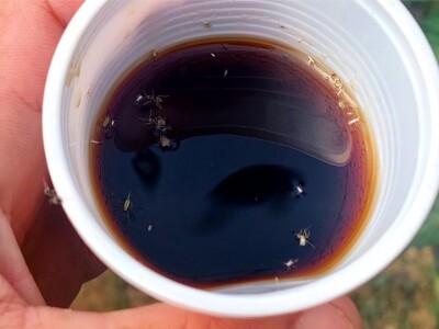 Lisne uši na paprikama: Riješite ih se pomoću Coca-Cole