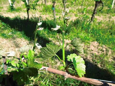 Djelomična šteta od mraza Djelomična šteta od mraza