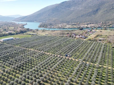 BERBA MASLINA U HERCEGOVINI
