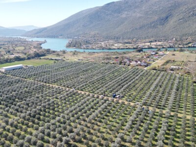 BERBA MASLINA U HERCEGOVINI