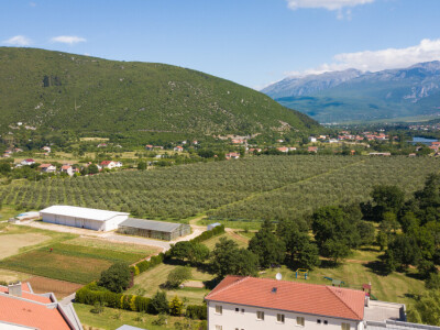 BERBA MASLINA U HERCEGOVINI