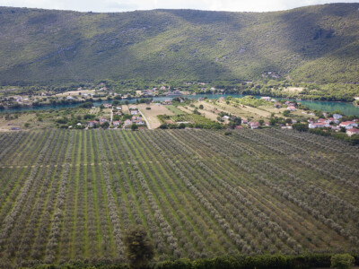 BERBA MASLINA U HERCEGOVINI