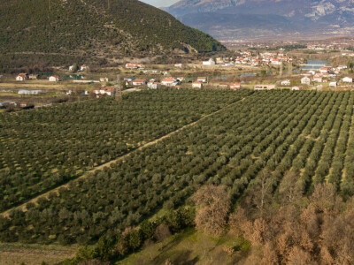 BERBA MASLINA U HERCEGOVINI