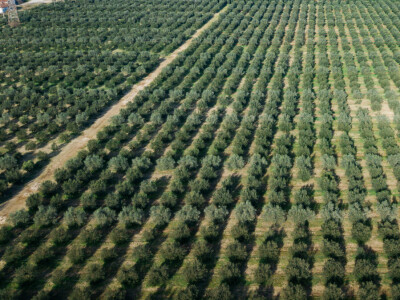 BERBA MASLINA U HERCEGOVINI