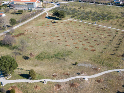 U Bijelom polju časne sestre franjevke posadile 33 bijele masline!